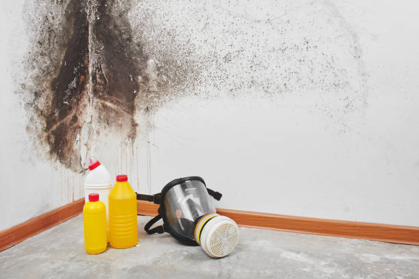 Best Basement Mold Remediation in Alpine, UT